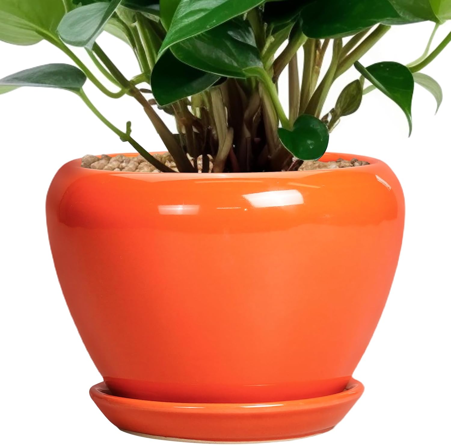 Glazed Ceramic Succulent Planter with Saucer, 6 inch