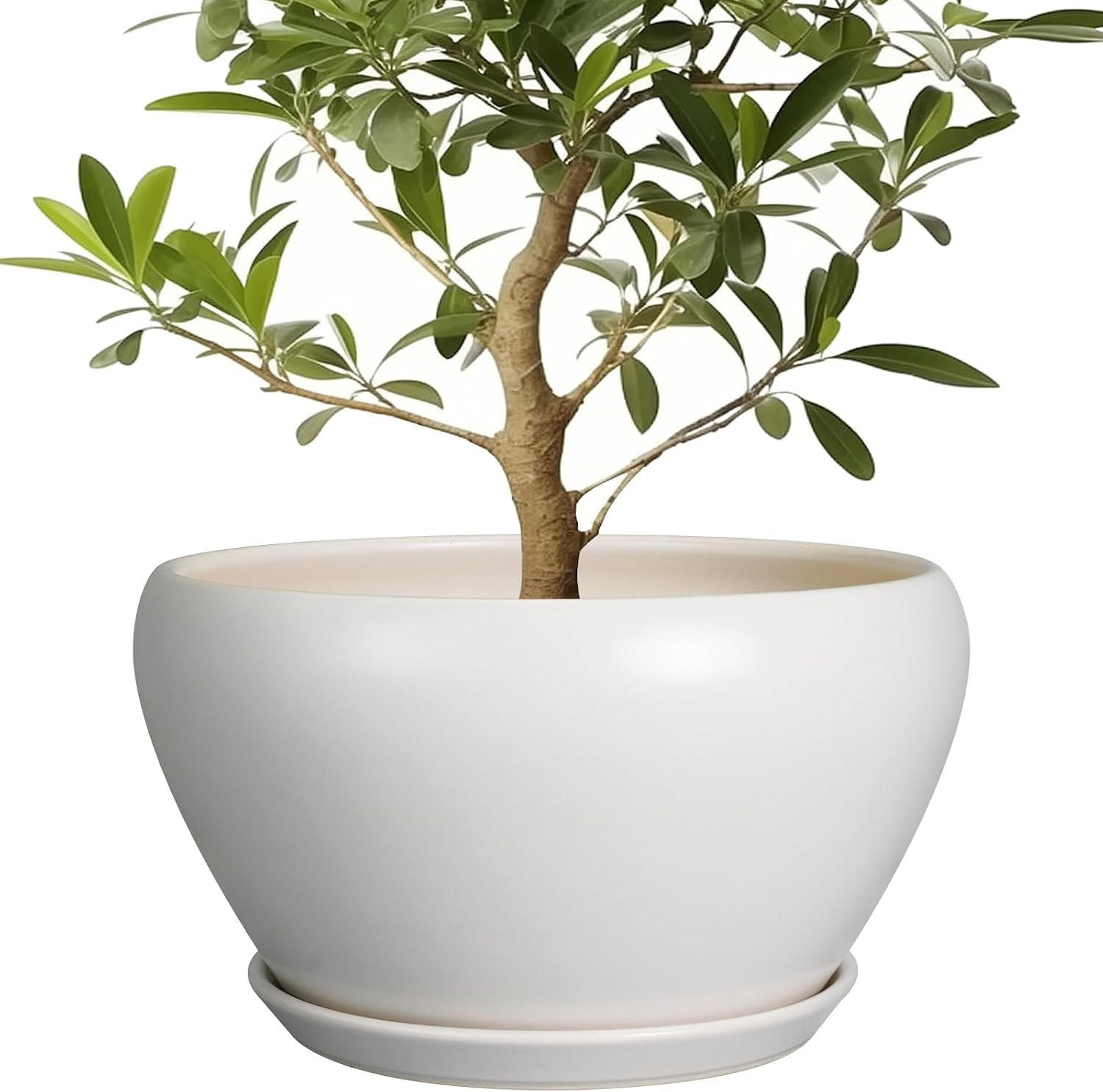 Glazed Ceramic Succulent Planter with Saucer, 6 inch