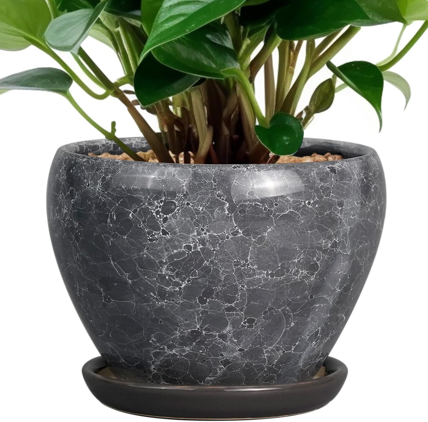 Glazed Ceramic Succulent Planter with Saucer, 6 inch