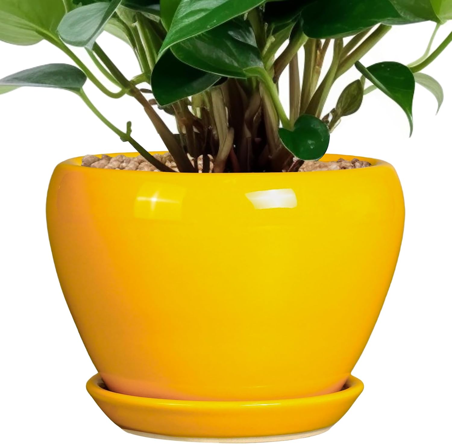 Glazed Ceramic Succulent Planter with Saucer, 6 inch