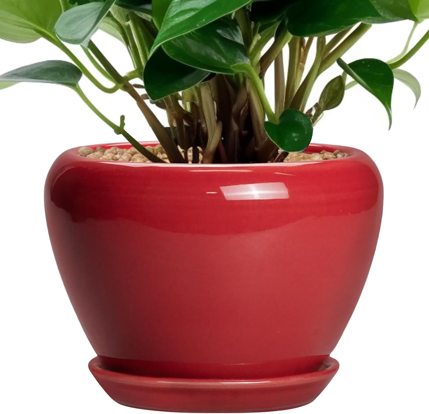 Glazed Ceramic Succulent Planter with Saucer, 6 inch