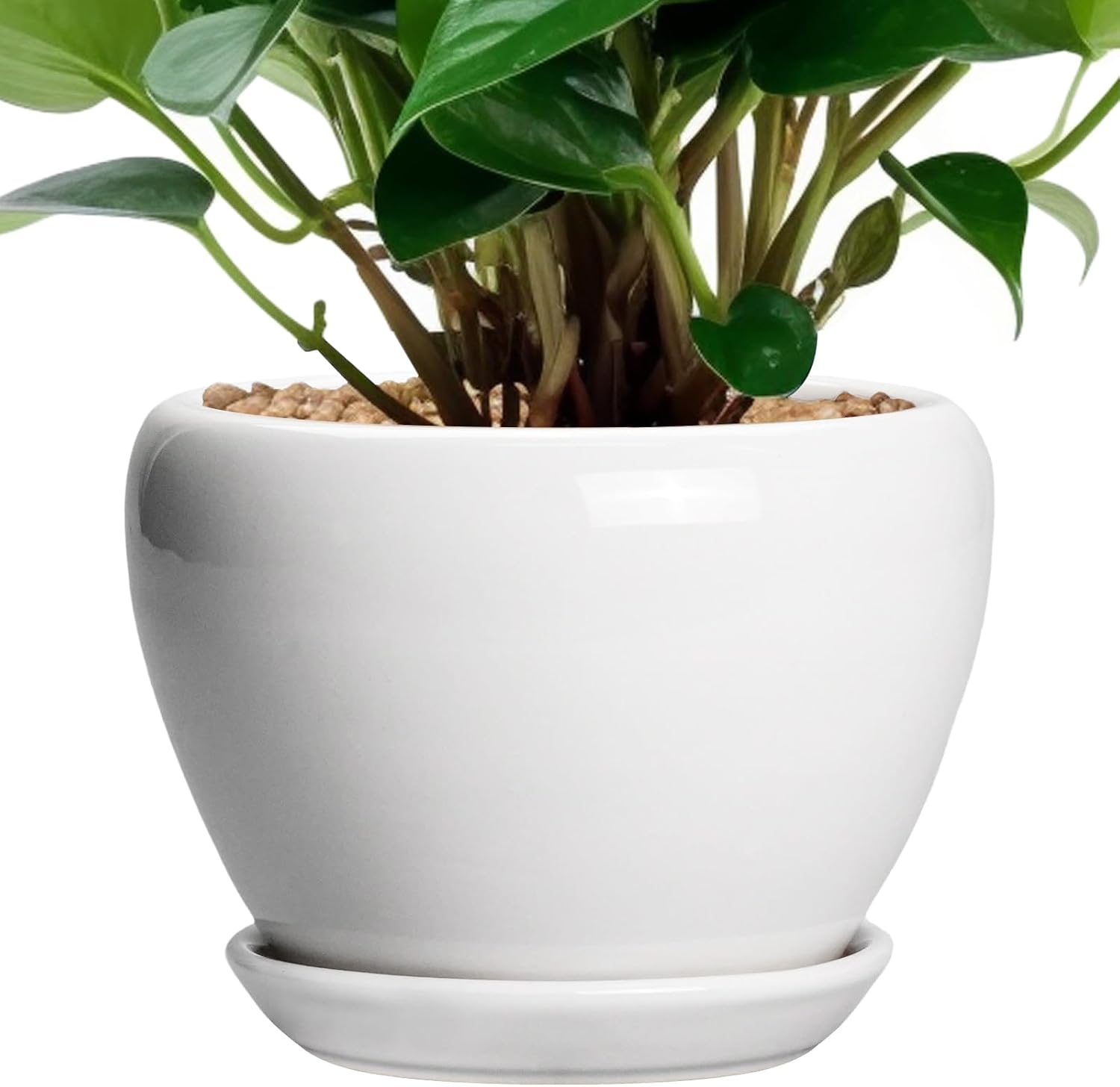 Glazed Ceramic Succulent Planter with Saucer, 6 inch