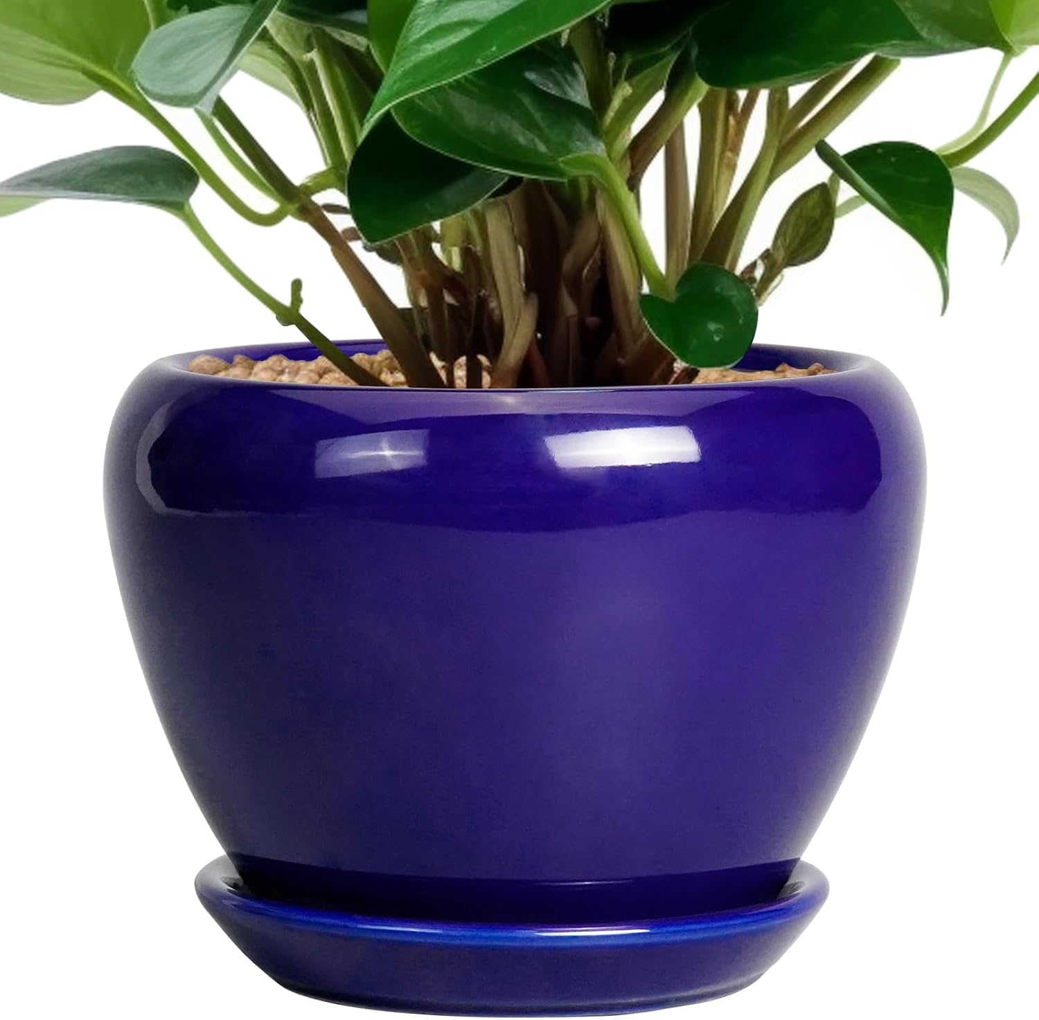Glazed Ceramic Succulent Planter with Saucer, 6 inch
