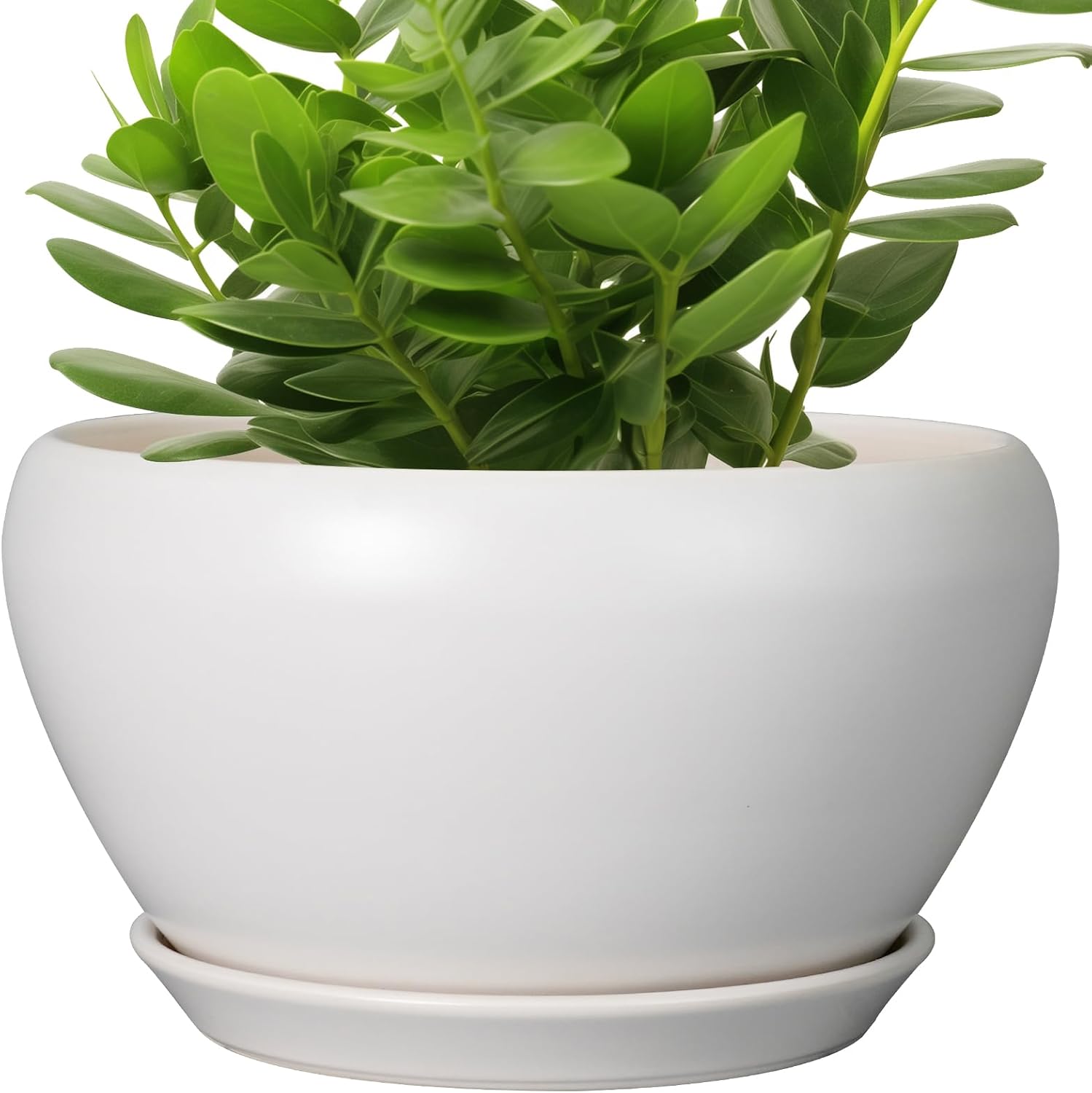 Glazed Ceramic Succulent Planter with Saucer, 6 inch