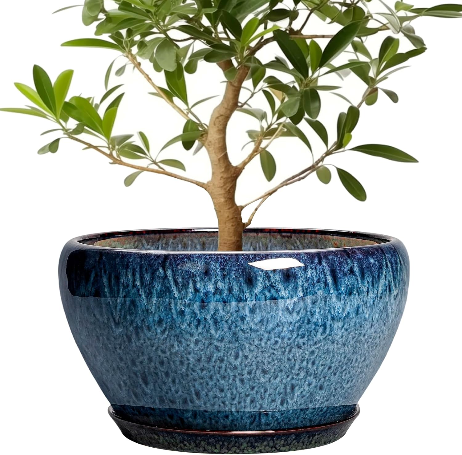 Glazed Ceramic Succulent Planter with Saucer, 6 inch