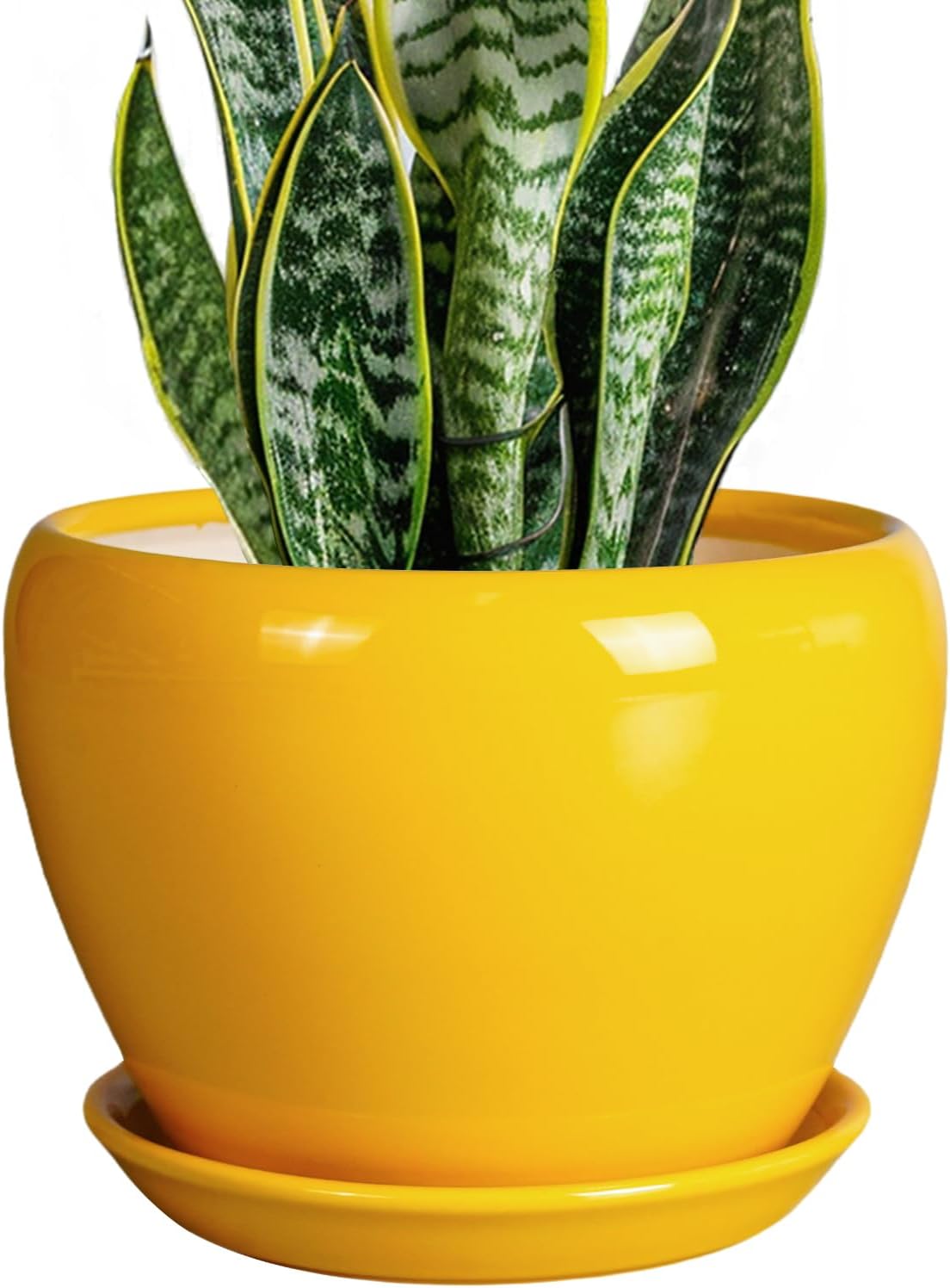 Glazed Ceramic Succulent Planter with Saucer, 6 inch