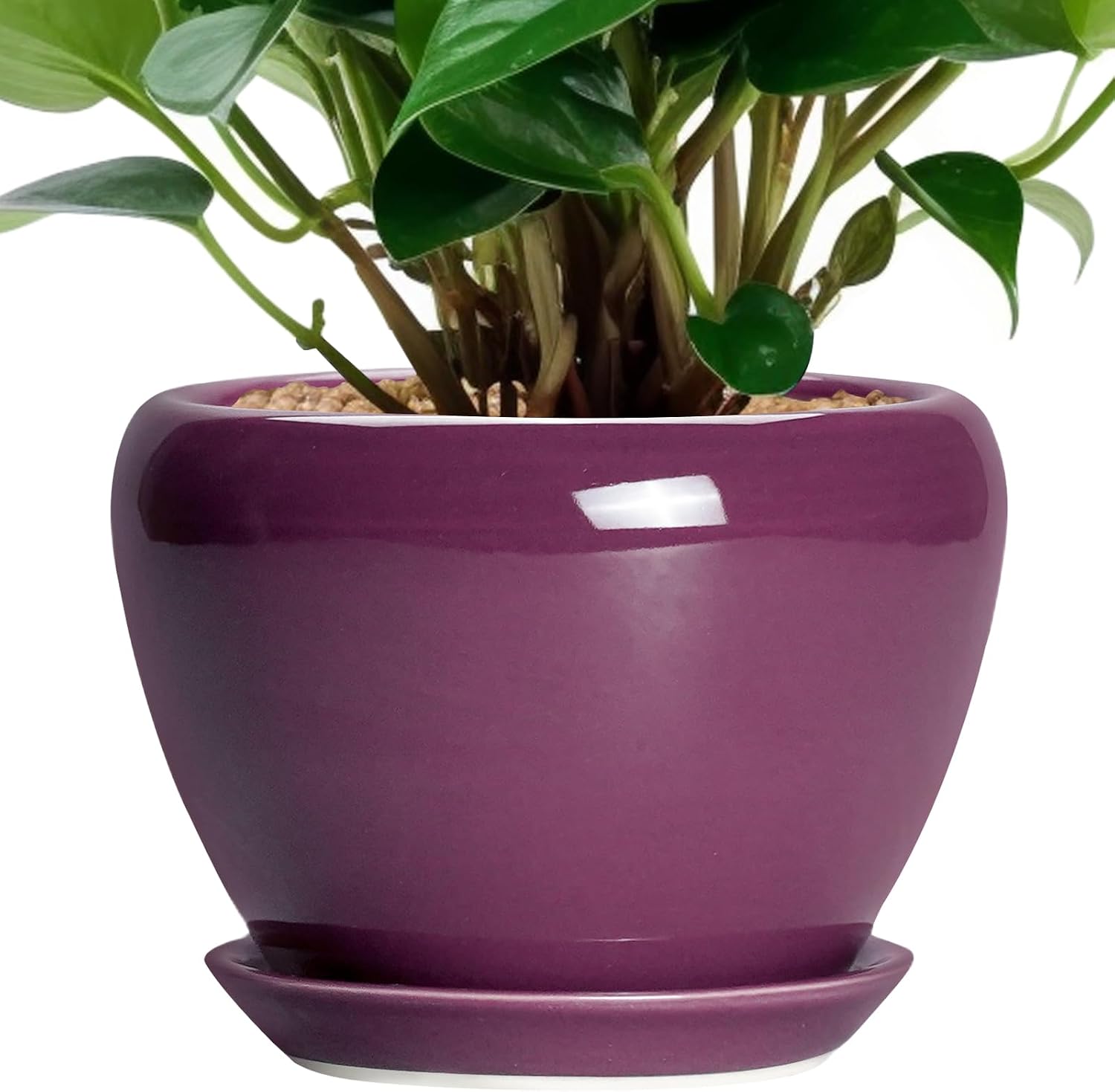 Glazed Ceramic Succulent Planter with Saucer, 6 inch