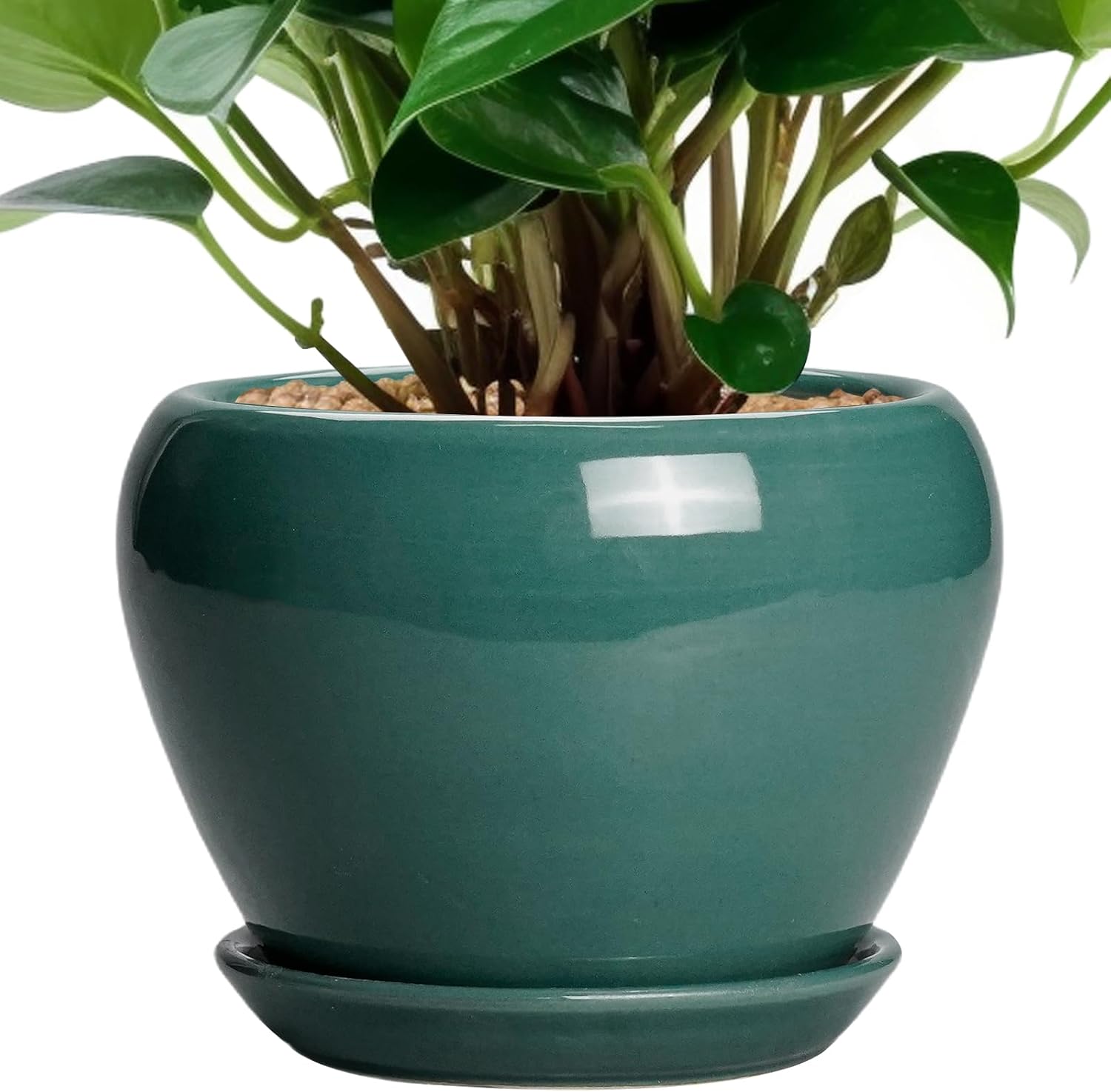 Glazed Ceramic Succulent Planter with Saucer, 6 inch