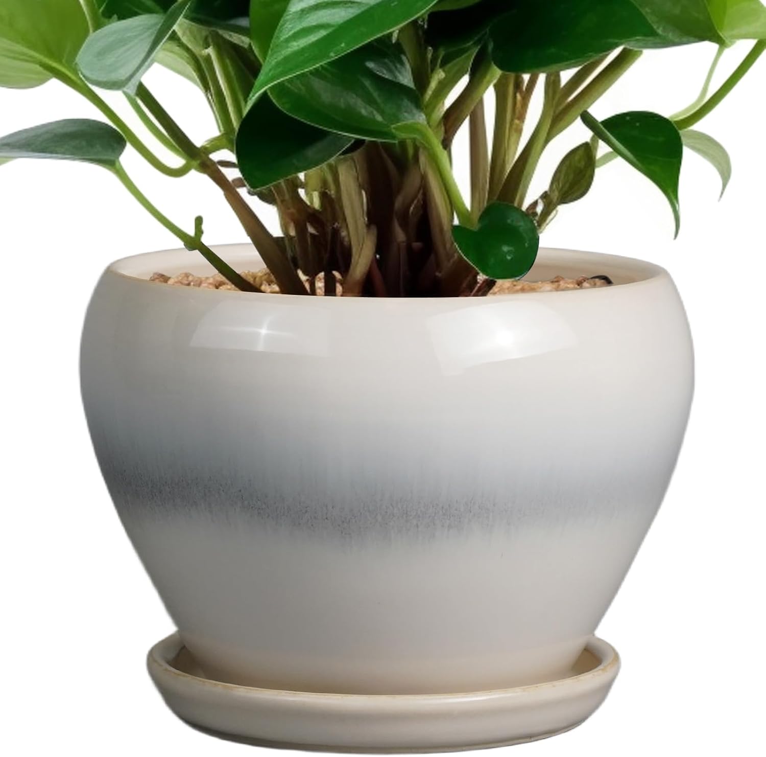 Glazed Ceramic Succulent Planter with Saucer, 6 inch