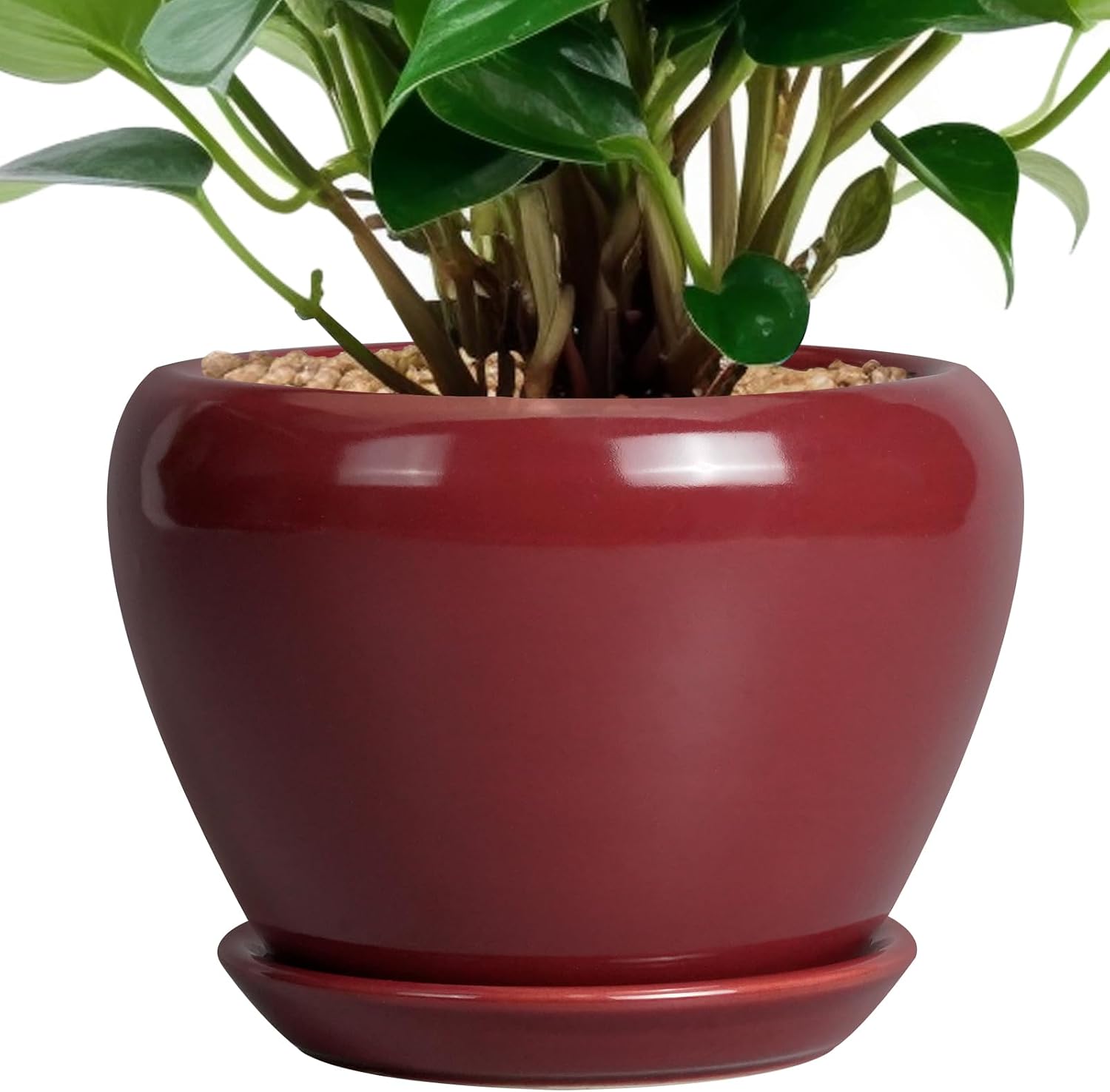 Glazed Ceramic Succulent Planter with Saucer, 6 inch