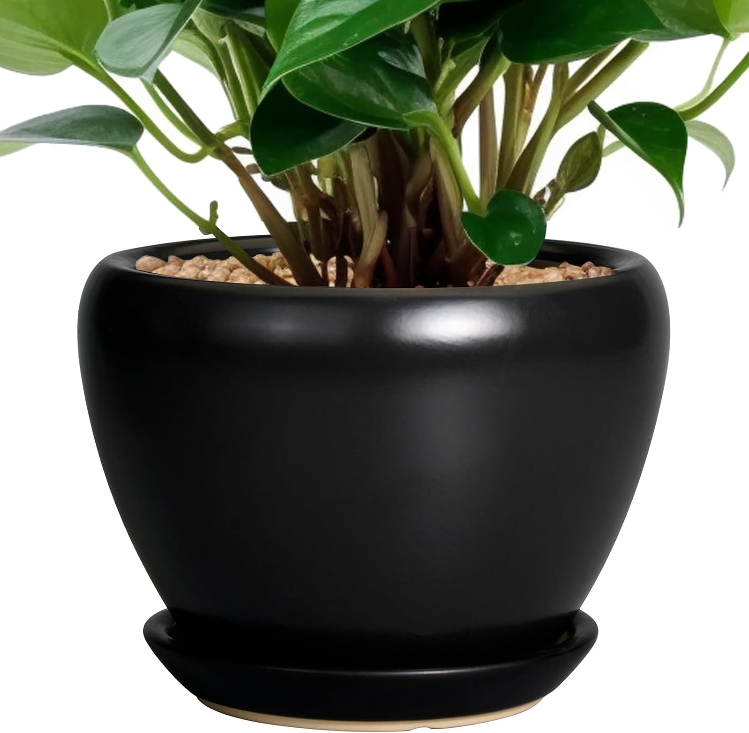 Glazed Ceramic Succulent Planter with Saucer, 6 inch
