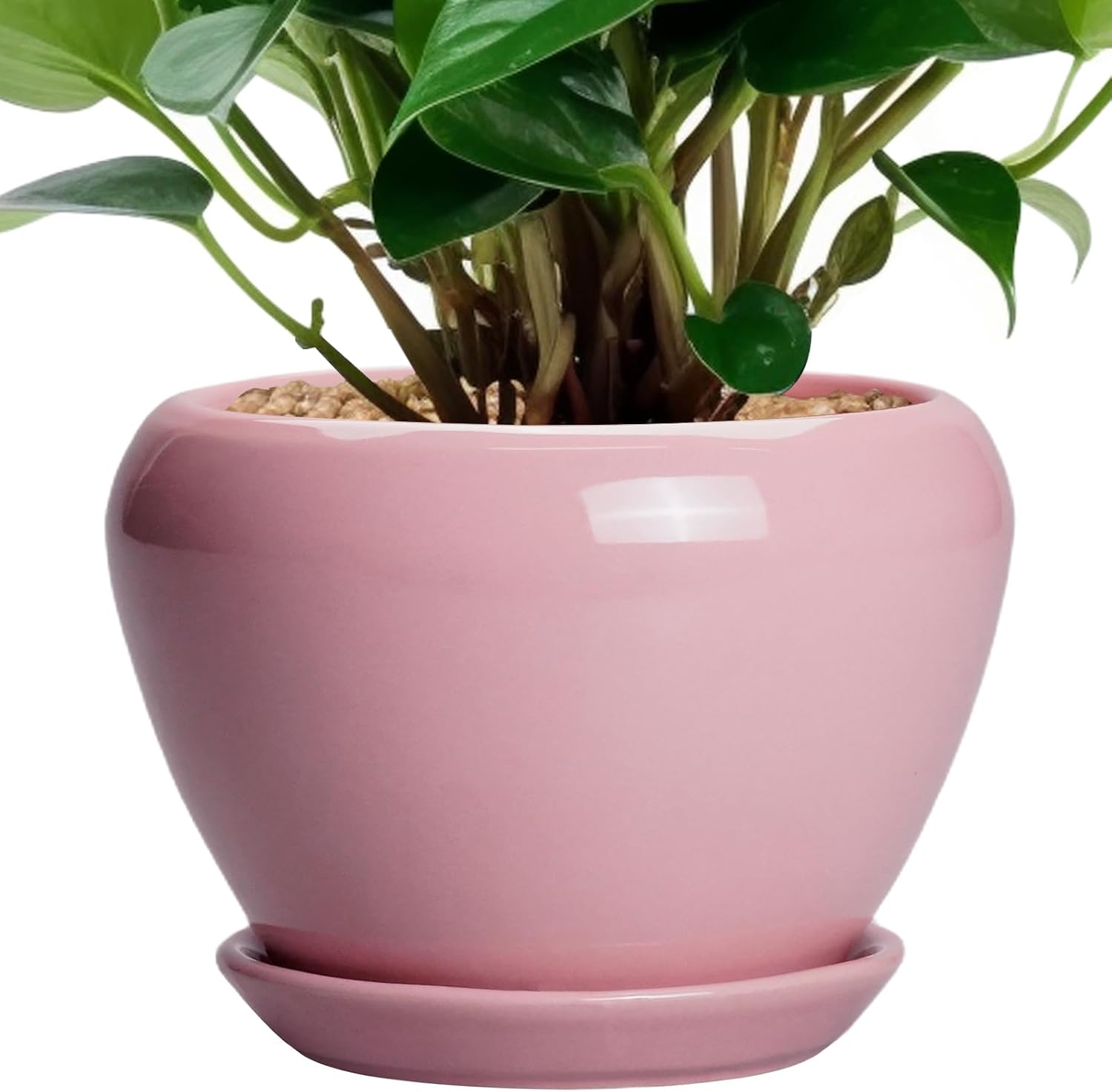 Glazed Ceramic Succulent Planter with Saucer, 6 inch