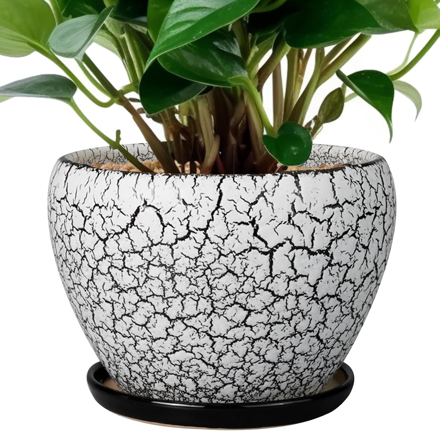 Glazed Ceramic Succulent Planter with Saucer, 6 inch