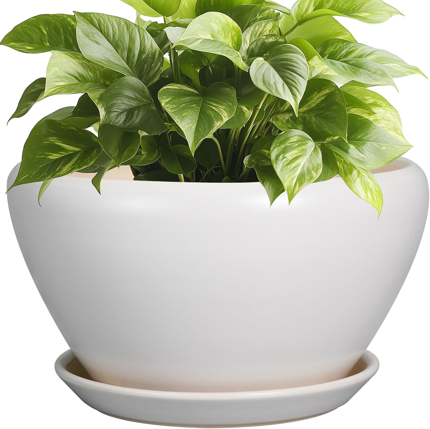 Glazed Ceramic Succulent Planter with Saucer, 6 inch