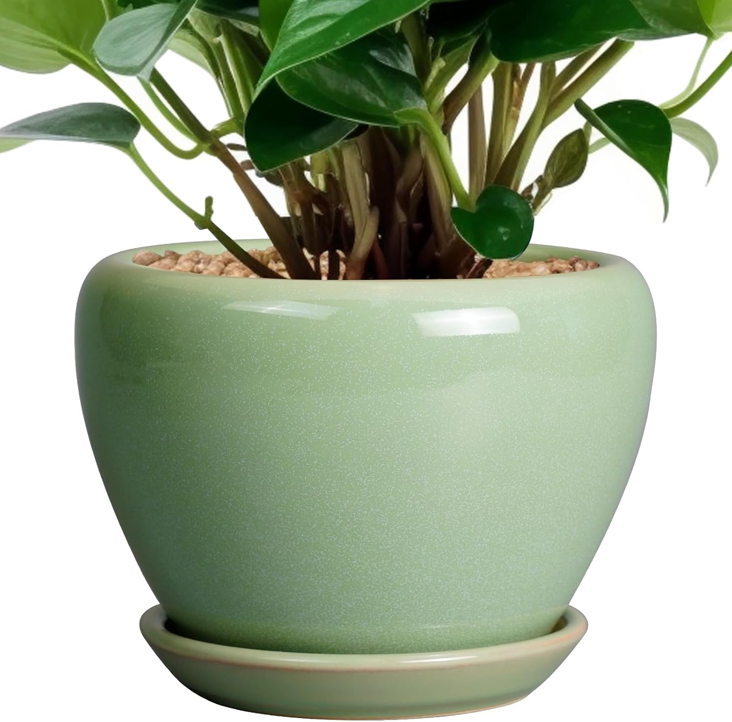 Glazed Ceramic Succulent Planter with Saucer, 6 inch