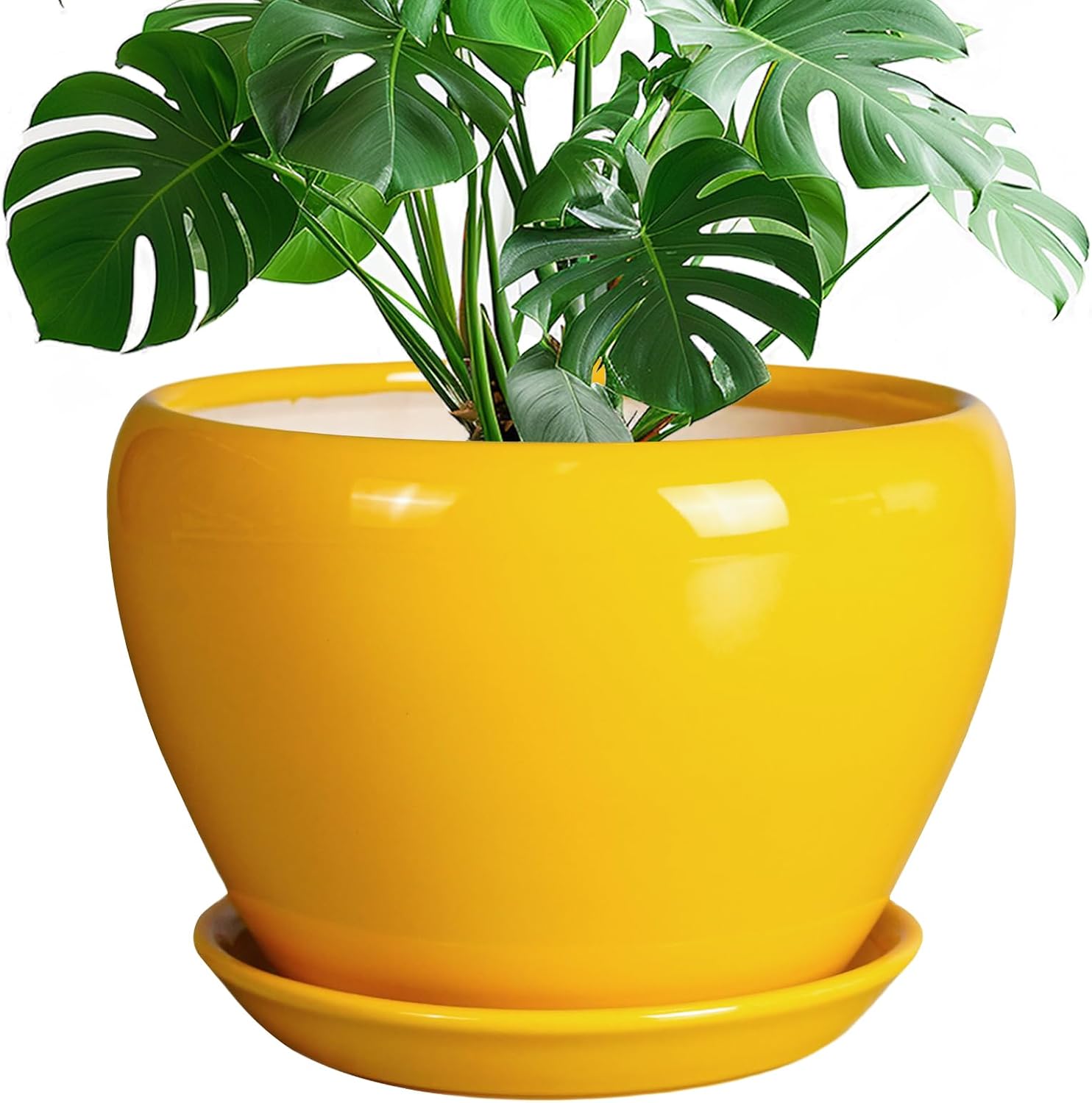 Glazed Ceramic Succulent Planter with Saucer, 6 inch