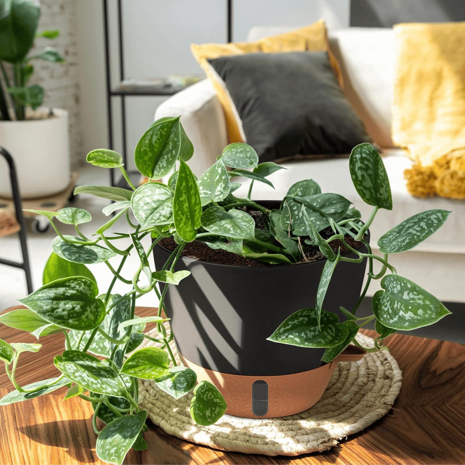 Self-Watering Pots, 3 Sizes, 8 to 12 inch