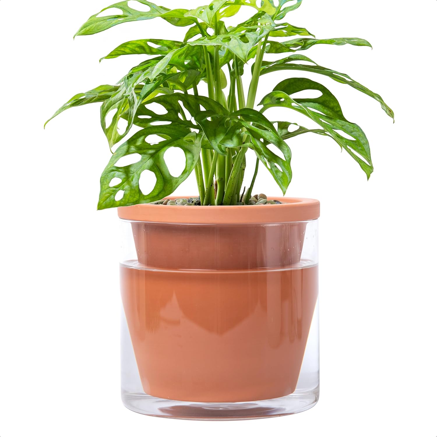 Self-Watering Terracotta Planter, 8 inch
