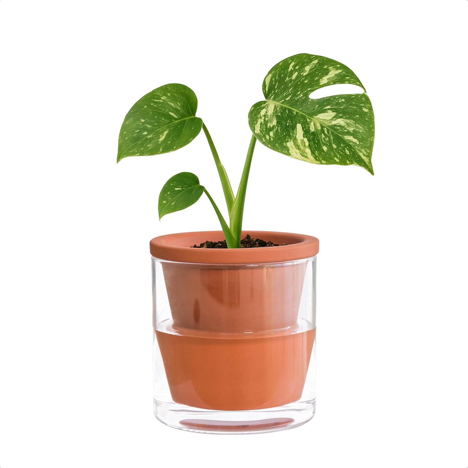 Self-Watering Terracotta Planter, 8 inch