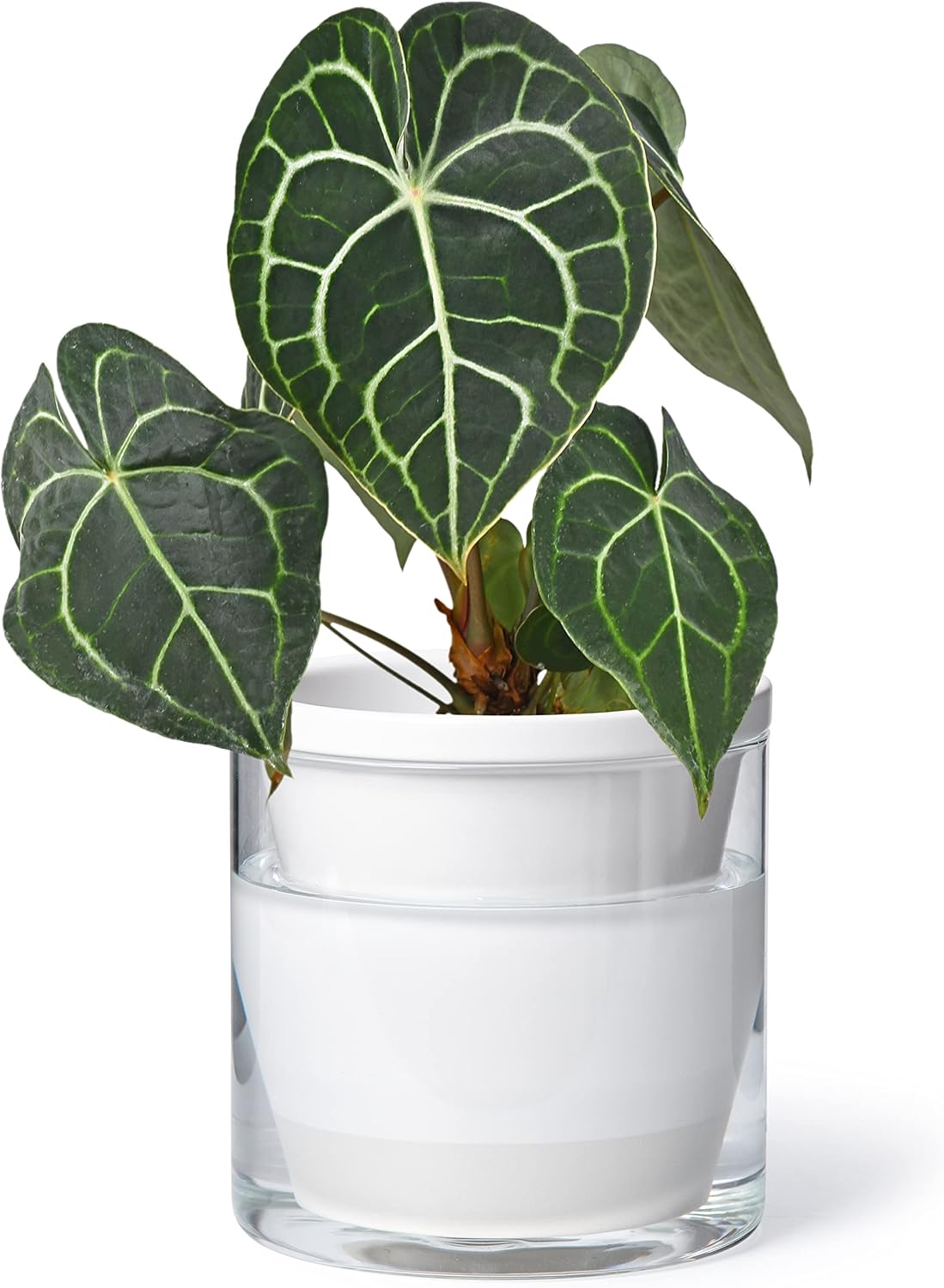 Self-Watering Terracotta Planter, 8 inch