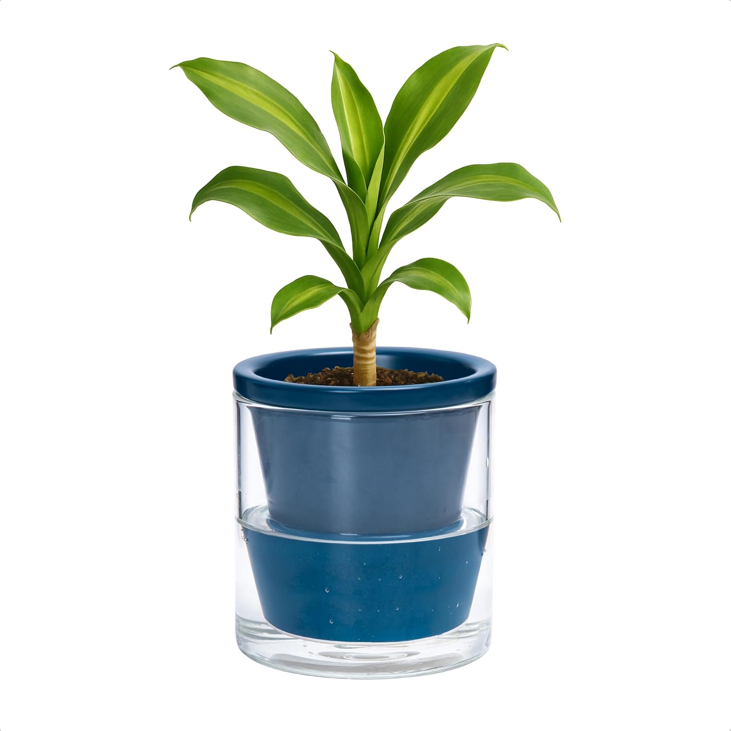 Self-Watering Terracotta Planter, 8 inch