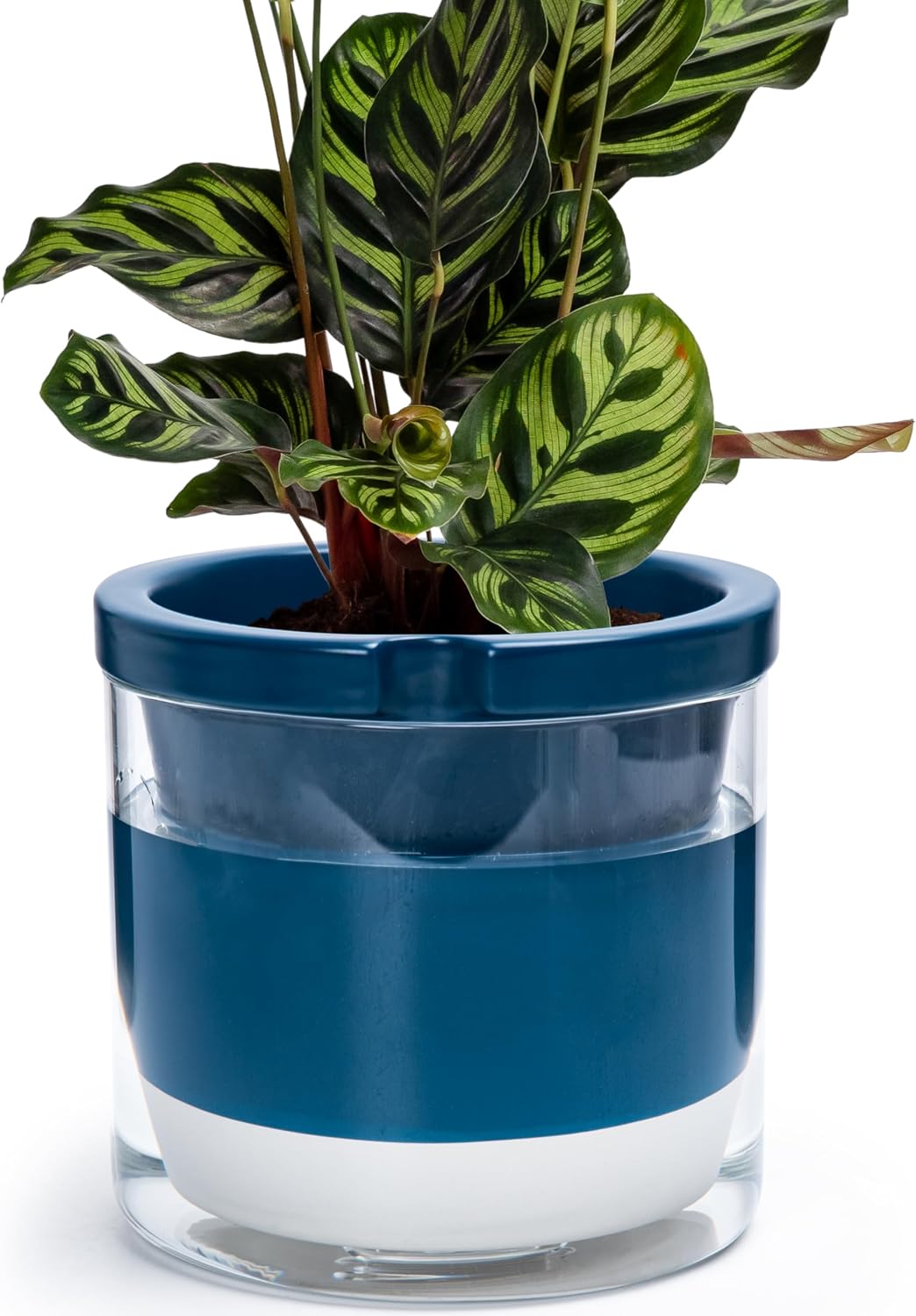 Self-Watering Terracotta Planter, 8 inch