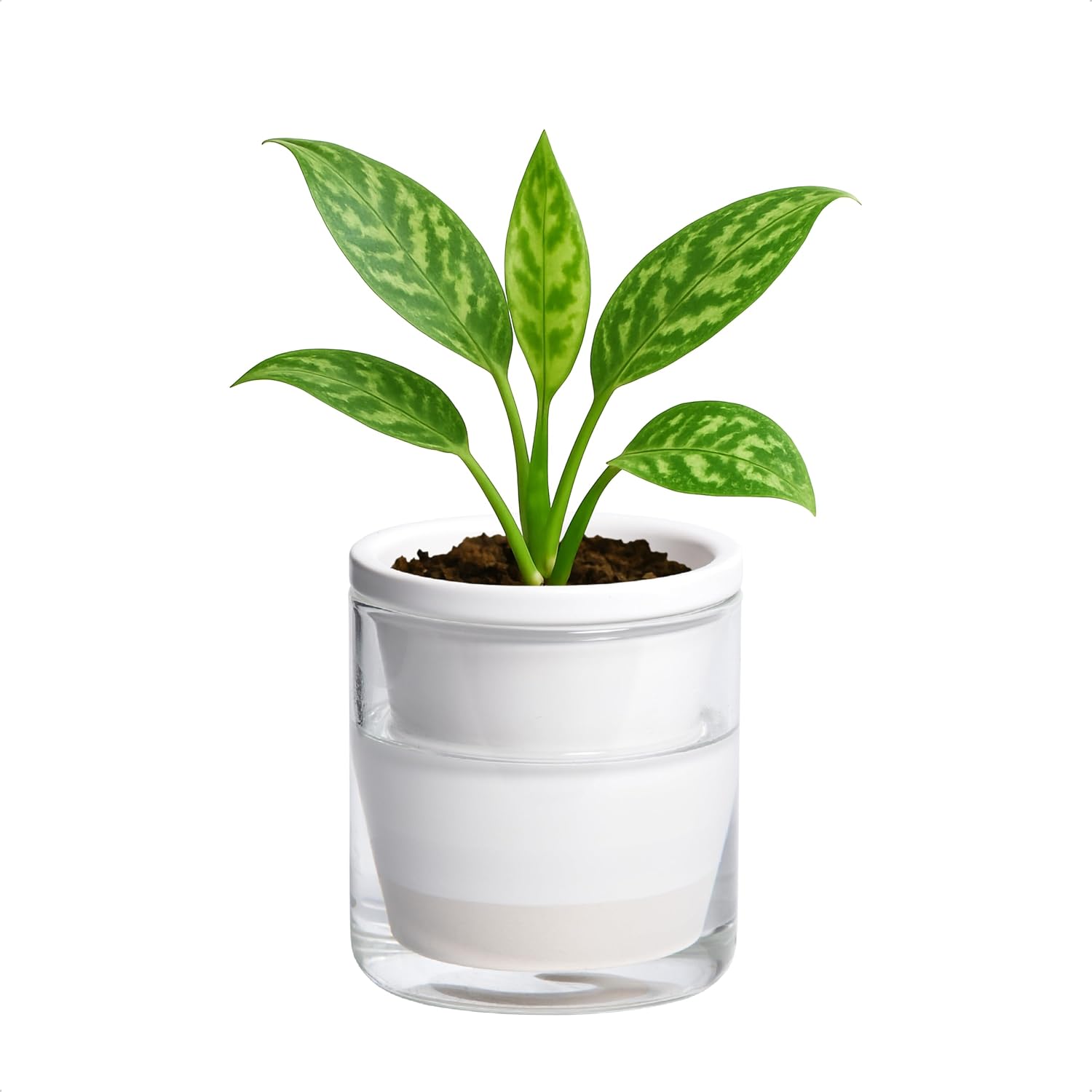 Self-Watering Terracotta Planter, 8 inch